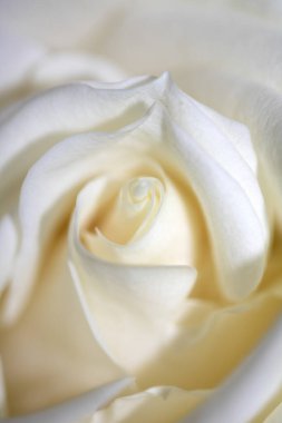 Pembe Arkaplanda Beyaz Gül 'ün Yakın Çekimi Romantik Çiçeği