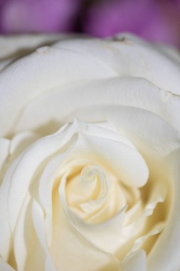 Pembe Arkaplanda Beyaz Gül 'ün Yakın Çekimi Romantik Çiçeği