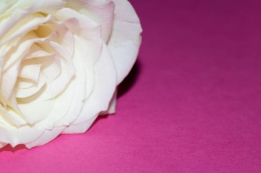 Pembe Arkaplanda Beyaz Gül 'ün Yakın Çekimi Romantik Çiçeği