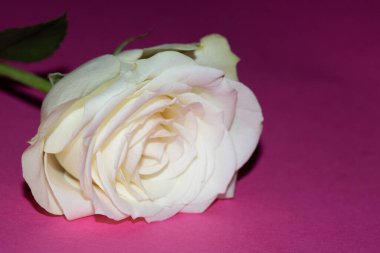 Pembe Arkaplanda Beyaz Gül 'ün Yakın Çekimi Romantik Çiçeği