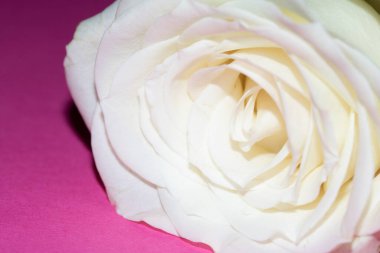 Pembe Arkaplanda Beyaz Gül 'ün Yakın Çekimi Romantik Çiçeği