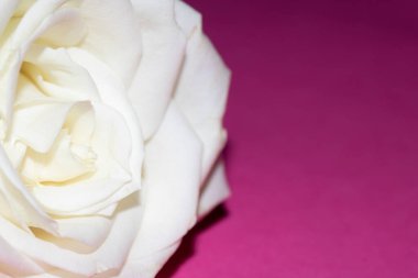 Pembe Arkaplanda Beyaz Gül 'ün Yakın Çekimi Romantik Çiçeği