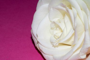 Pembe Arkaplanda Beyaz Gül 'ün Yakın Çekimi Romantik Çiçeği