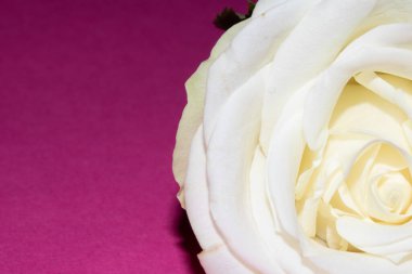 Pembe Arkaplanda Beyaz Gül 'ün Yakın Çekimi Romantik Çiçeği