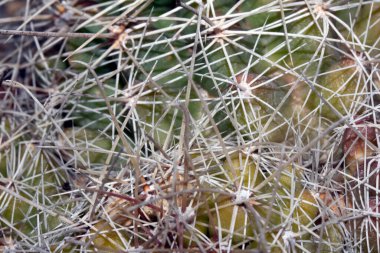 Bir Kaktüsün Yakın Çekimi veya Kaktüs Sulu Yeşil Spike Bitkisi