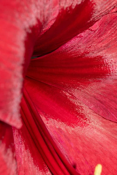Egy Gyönyörű Piros Amaryllis Virág Közelkép Szirmok — Stock Fotó