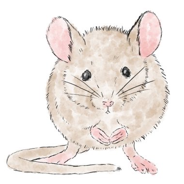 Sketch Illustration of a Little Field Mouse Rodent