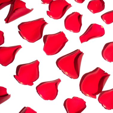 A Beautiful Red Rose Flower Petals on A White Background