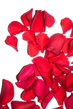 A Beautiful Red Rose Flower Petals on A White Background