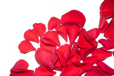 A Beautiful Red Rose Flower Petals on A White Background
