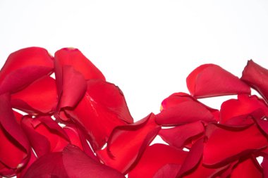 A Beautiful Red Rose Flower Petals on A White Background