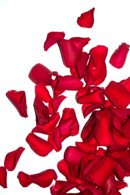 A Beautiful Red Rose Flower Petals on A White Background