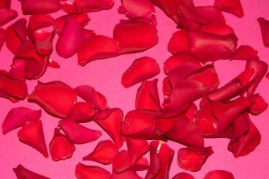 A Beautiful Red Rose Flower Petals on A Pink Background