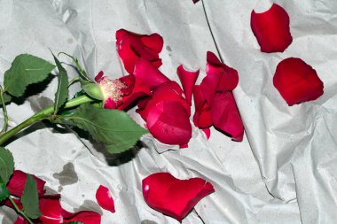 A Red Roses Flower Petals Close Up on A White Background
