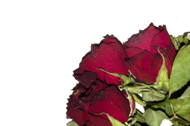 A Dried Dead Red Roses Flower Petals Close Up on A White Background for Heartbreak