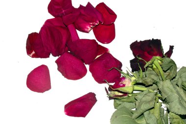 A Dried Dead Red Roses Flower Petals Close Up on A White Background for Heartbreak