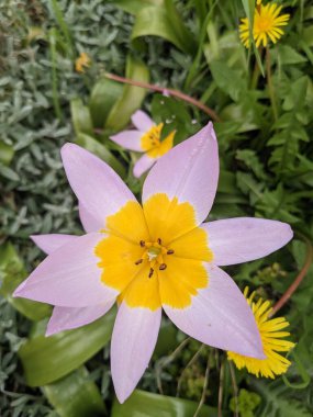 Candia Lale Çiçeği Bir Çayır Bahçesinde