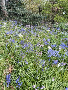 Çayırdaki Güzel Çan Çiçekleri