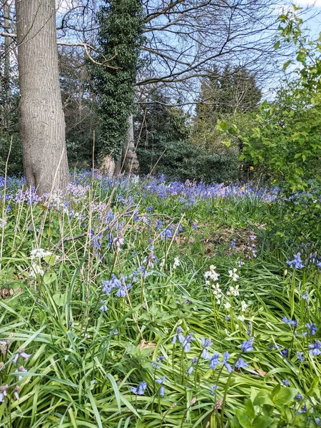 Pretty Bluebells Flowers Meadow Woodland — стоковое фото