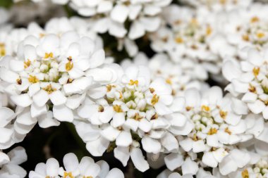 Bir Şeker Çiçeği Çiçeği Beyaz Yapraklar Küçük Flora 'yı Kapatın