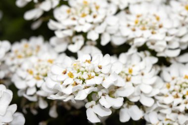 Bir Şeker Çiçeği Çiçeği Beyaz Yapraklar Küçük Flora 'yı Kapatın