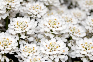 Bir Şeker Çiçeği Çiçeği Beyaz Yapraklar Küçük Flora 'yı Kapatın