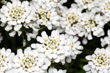 Bir Şeker Çiçeği Çiçeği Beyaz Yapraklar Küçük Flora 'yı Kapatın