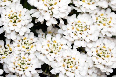 Bir Şeker Çiçeği Çiçeği Beyaz Yapraklar Küçük Flora 'yı Kapatın