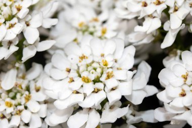 Bir Şeker Çiçeği Çiçeği Beyaz Yapraklar Küçük Flora 'yı Kapatın