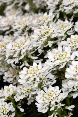 Bir Şeker Çiçeği Çiçeği Beyaz Yapraklar Küçük Flora 'yı Kapatın