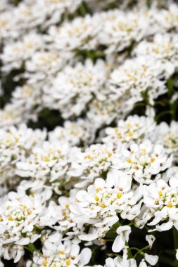 Bir Şeker Çiçeği Çiçeği Beyaz Yapraklar Küçük Flora 'yı Kapatın