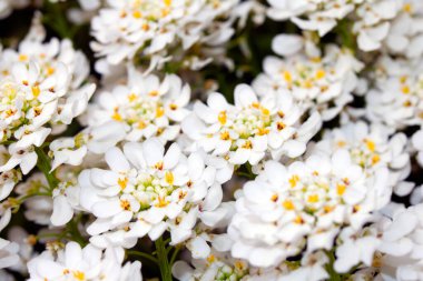 Bir Şeker Çiçeği Çiçeği Beyaz Yapraklar Küçük Flora 'yı Kapatın