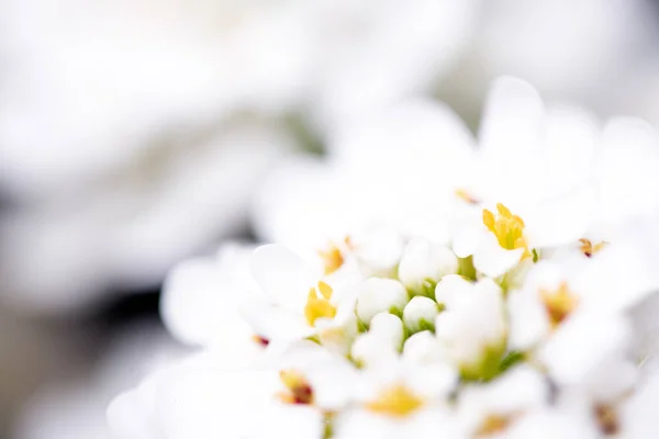 Свечи Цветок Цветок Белые Лепестки Закрыть Маленькая Флора — стоковое фото
