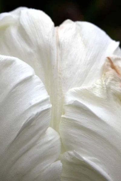 Ένα Κοντινό Πλάνο Της Τουλίπας Λευκά Πέταλα Από Ένα Λουλούδι — Φωτογραφία Αρχείου