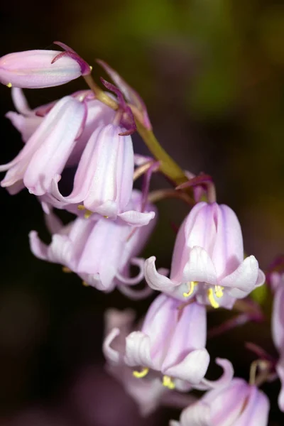 Närbild Vackra Bluebell Florwers För Våren Blommar — Stockfoto