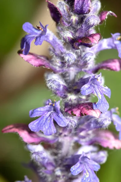 Bir Ajuga sürüngeni Burgundy Parıltısı Doğada Küçük Çiçek Yaprakları