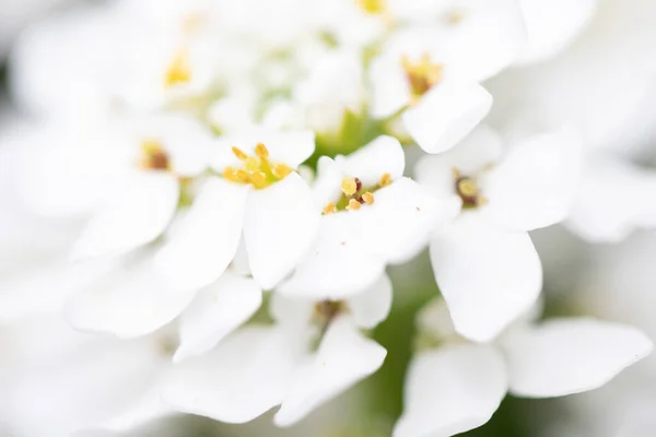 Bir Şeker Çiçeği Çiçeği Beyaz Yapraklar Küçük Flora Kapatın — Stok fotoğraf