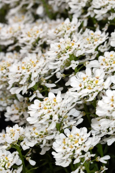 Candytuft Virág Virág Virágok Fehér Szirmok Közelkép Kis Flora — Stock Fotó