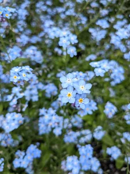 Pretty Small Forget Bue Flowers Meadow — Foto de Stock
