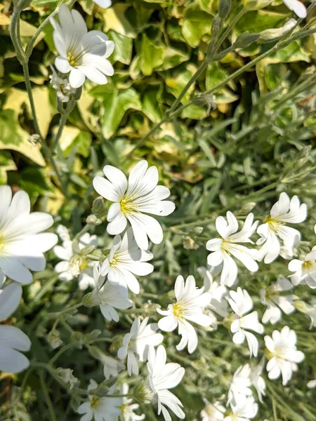 Uma Pequena Margarida Flores Brancas Prado — Fotografia de Stock