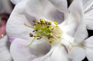 Beyaz Yaban Çiçeği Çiçeğinin Kapanışı