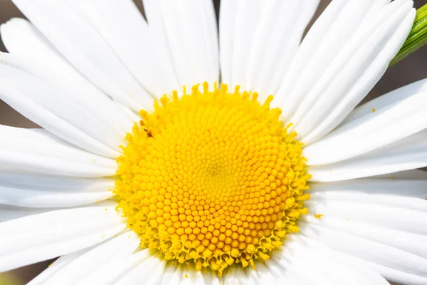 Närbild Vit Stor Daisy Flower Plant — Stockfoto