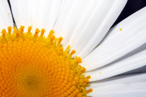 Close White Large Daisy Flower Plant — Fotografia de Stock