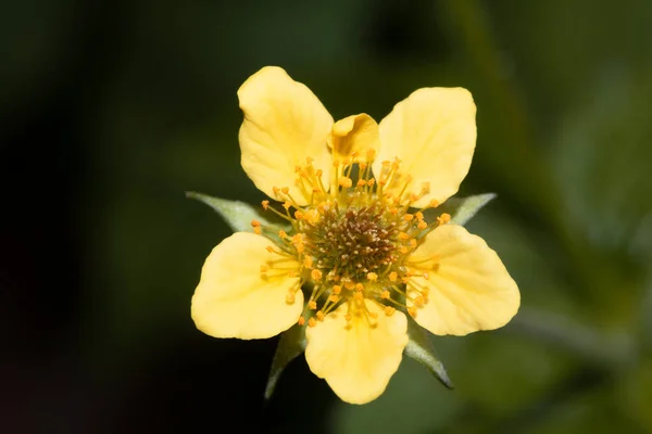 Primer Plano Una Flor Salvaje Amarilla — Foto de Stock