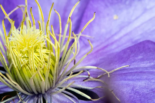 A Close Up of a Purple Clematis Flower in Purple
