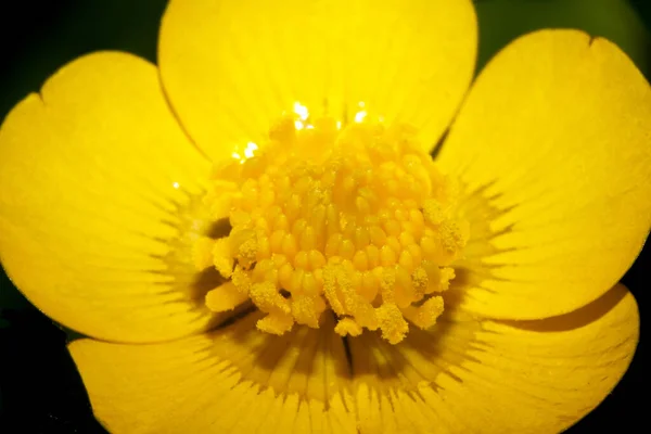 Close Yellow Wild Buttercup Flower Plant — Fotografia de Stock