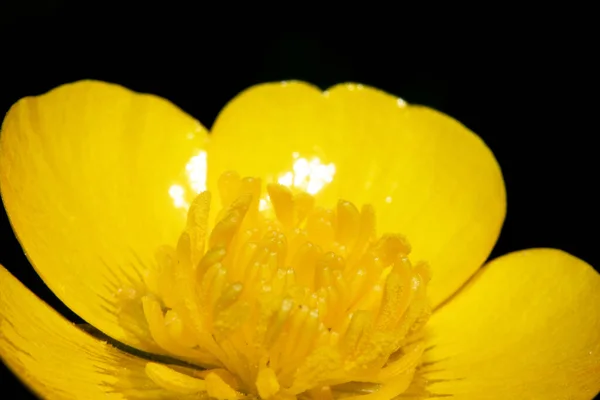 Close Yellow Wild Buttercup Flower Plant — Stock Photo, Image