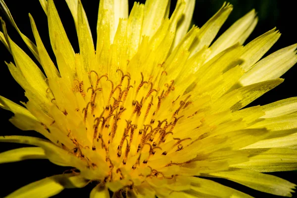Close Uma Flor Selvagem Amarela — Fotografia de Stock