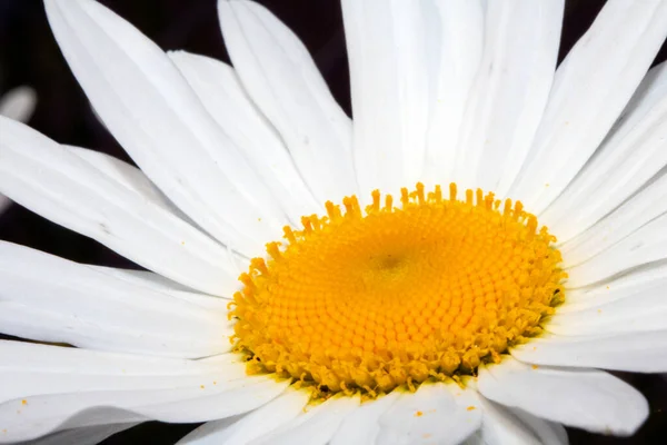 Close White Large Daisy Flower Plant — Fotografia de Stock