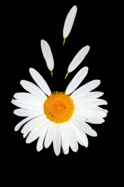 Ένα Λευκό Αγριολούλουδο Daisy Close Μαύρο Φόντο — Φωτογραφία Αρχείου